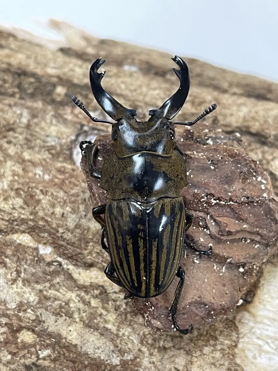 標本 スマトラ産 ヤスオカツヤクワガタ 82ミリ 標本】ガゼラツヤ 標本 スマトラ産 ヤスオカツヤクワガタ 82ミリ 標本】ガゼラツヤ