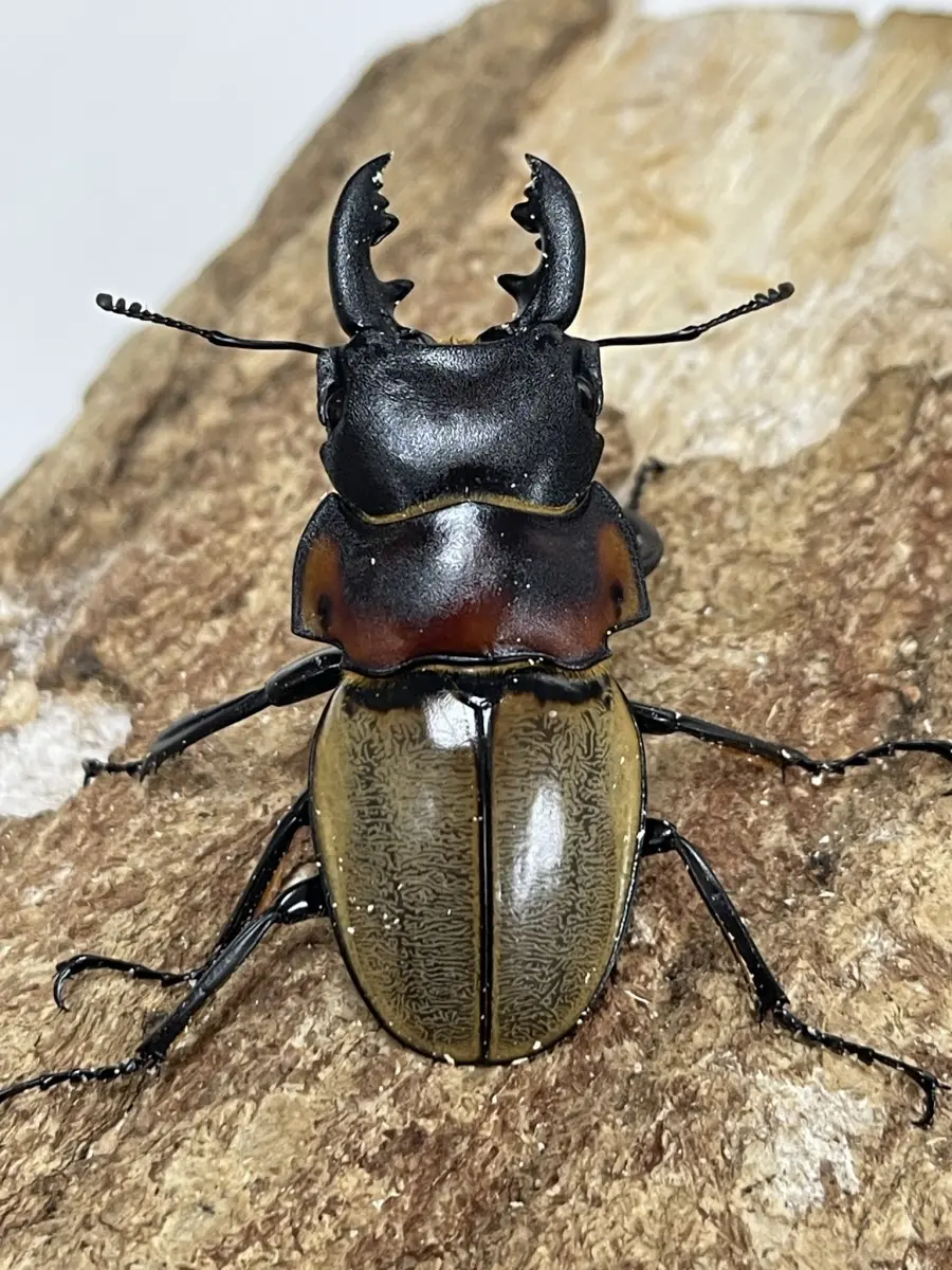 ゾンメルツヤクワガタ WD 55ミリペア - クワガタ横丁