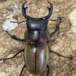 クワガタ ゾンメルツヤクワガタ WD 49ミリペア - クワガタ横丁