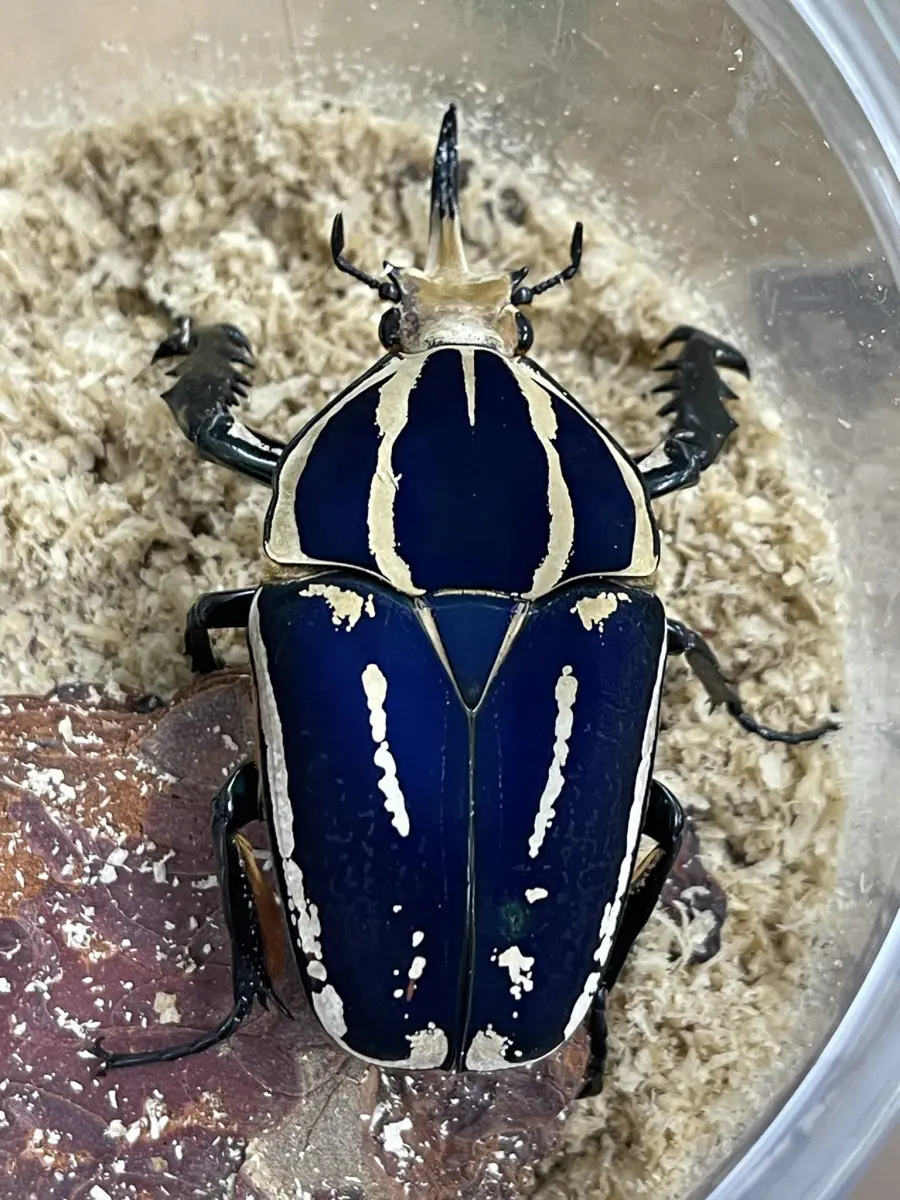 クビワオオツノカナブン 75UPペア - クワガタ横丁