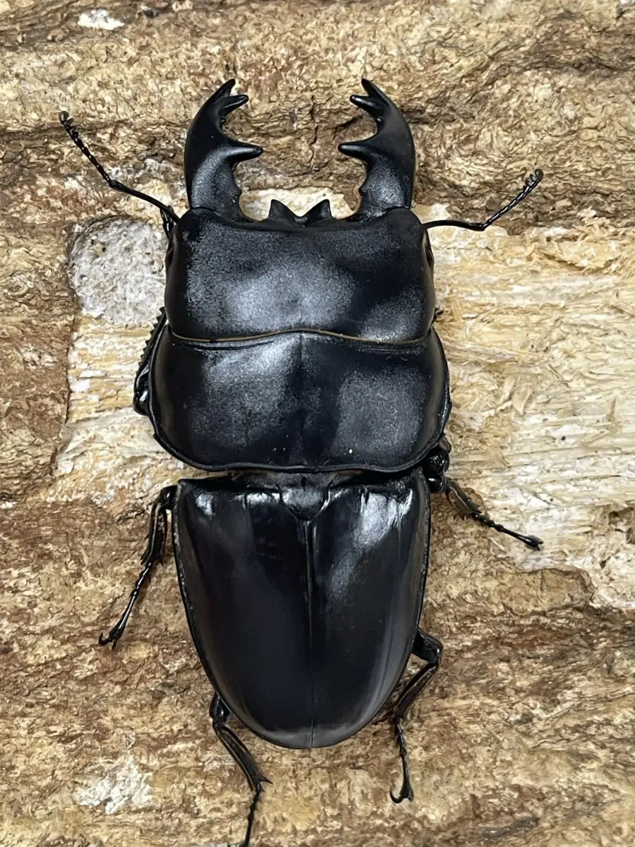 新商品 - クワガタ横丁