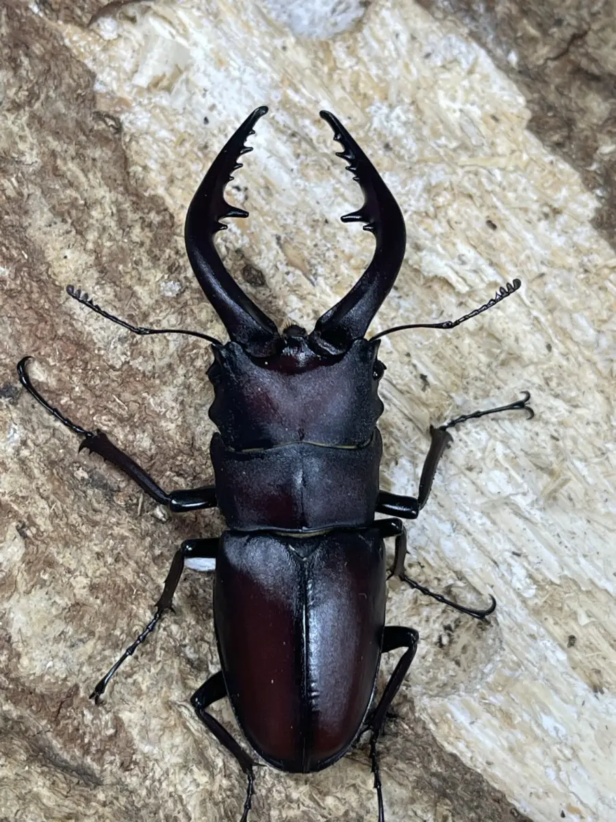 ノコギリクワガタ標本 ノコギリクワガタ標本