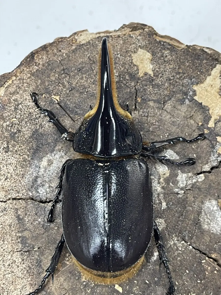 サタンオオカブト♂単品