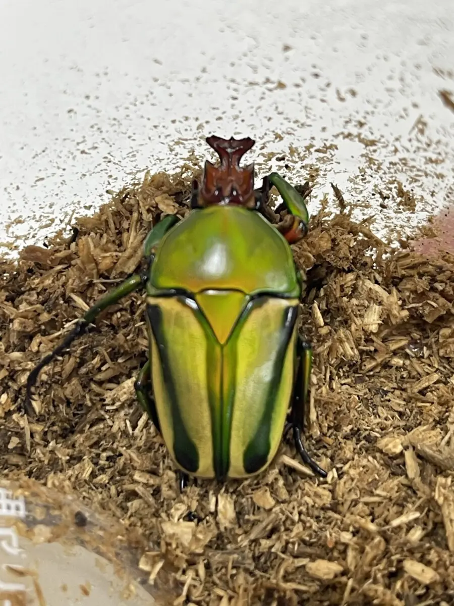 コンゴDR南部産 ポギーオオツノカナブン　角異常 82mm コンゴDR南部産 ポギーオオツノカナブン角異常 82mm