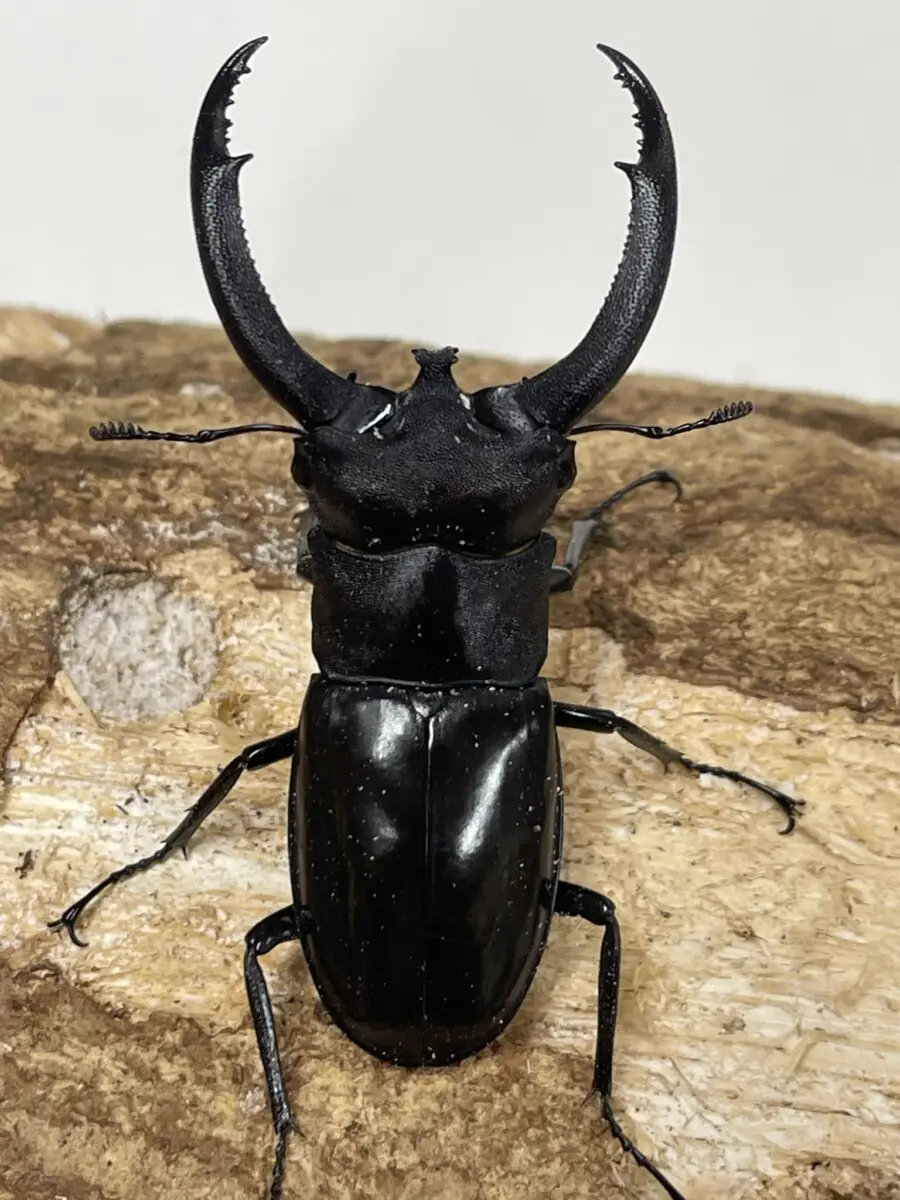 リノケロスフタマタクワガタ ♂94ミリ♀45ミリ・(スマトラ)昆虫