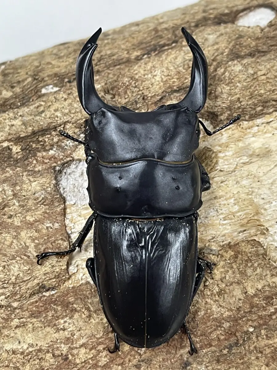 え*読様 オオコクワガタWF1 大型63㎜　超珍品 え*読様 オオコクワガタWF1 大型63㎜ 超珍品 え*読様 オオコクワガタ