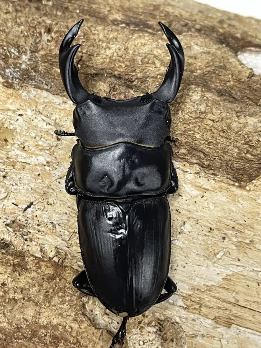 山口県 - クワガタ横丁