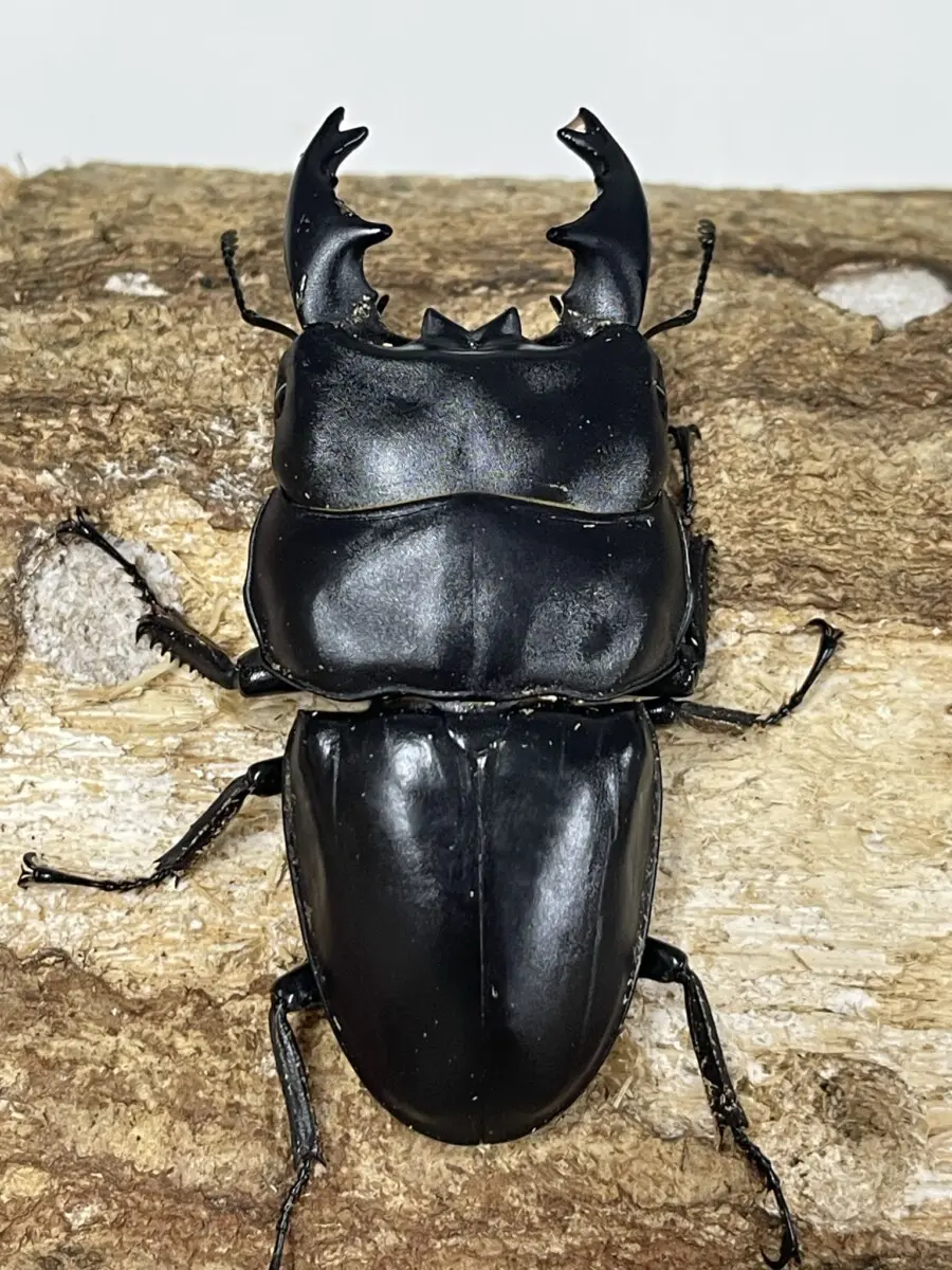 在庫処分 半額 ◇昆虫標本 デンポ山 他 オオキバクワガタ クワガタムシ 海外 標本
