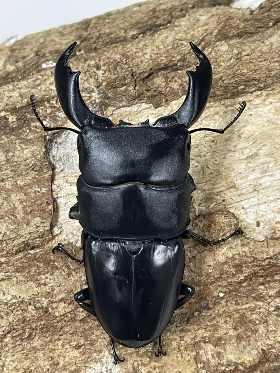 商品ジャンル - クワガタ横丁