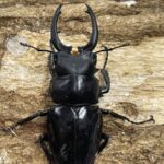 クワガタ 23092912-150x150.jpeg