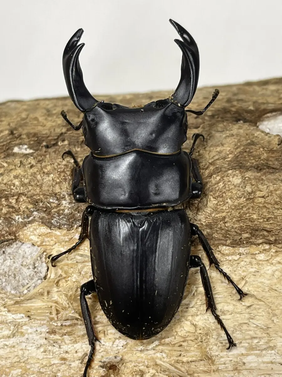 国産オオクワ 山口県 71ミリペア - クワガタ横丁