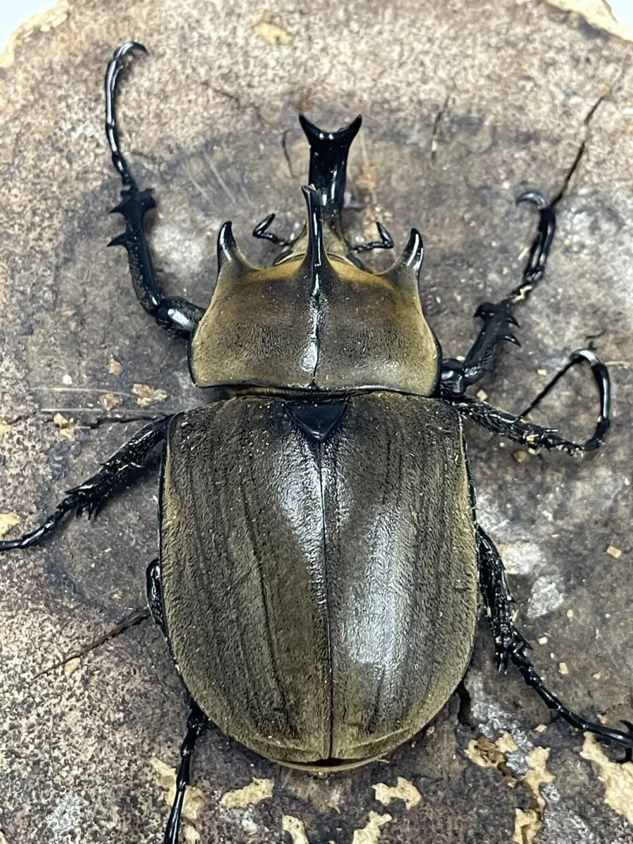 ギアスゾウカブトの標本 - その他