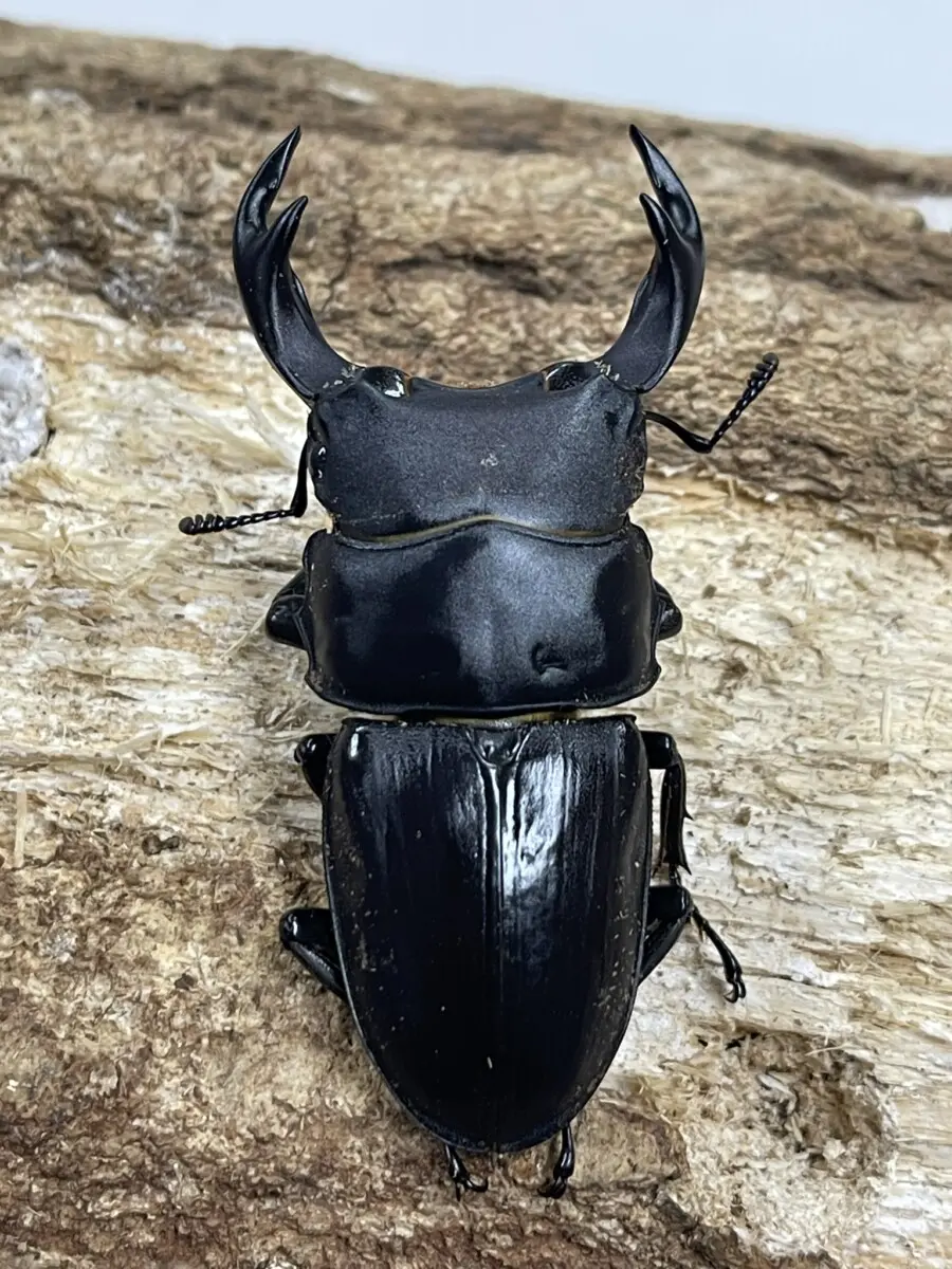 オオクワガタ Amazon | 奈良輪ちなみオオクワガタ(MOTOKI-SP累代)No30 | ノー