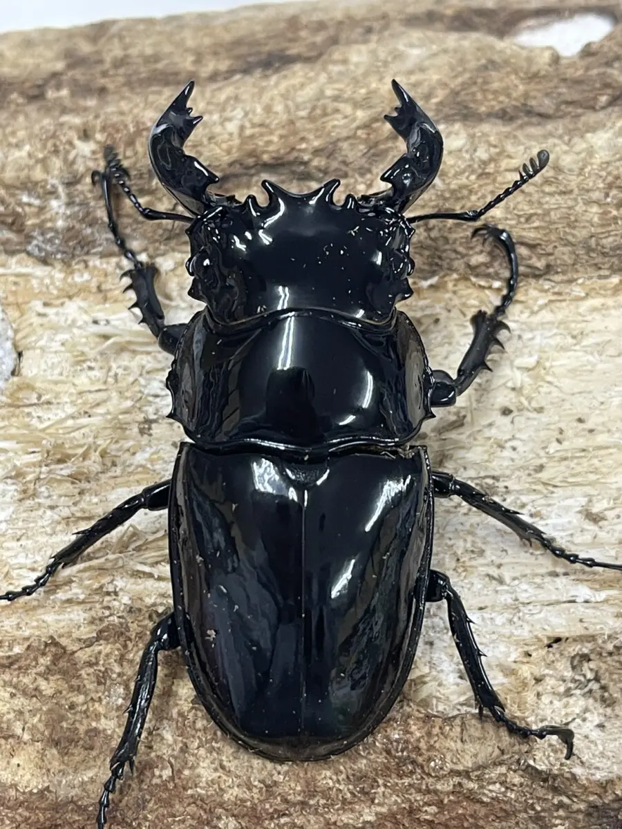 古布モスリン軍隊柄虫喰い全体虫喰い多数。 メソトプス・タランドゥス 63ミリペア - クワガタ横丁
