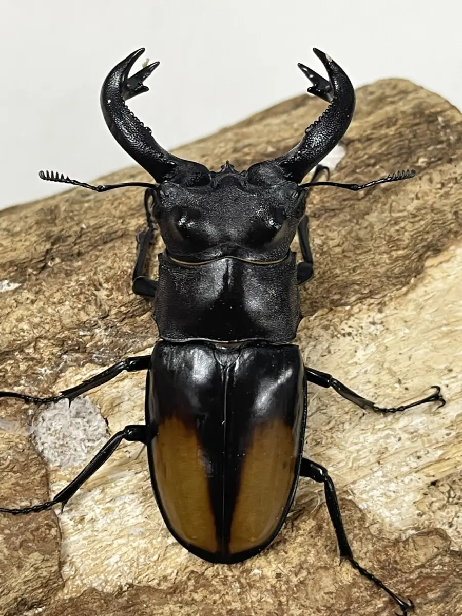 セアカ（パリー） - クワガタ横丁