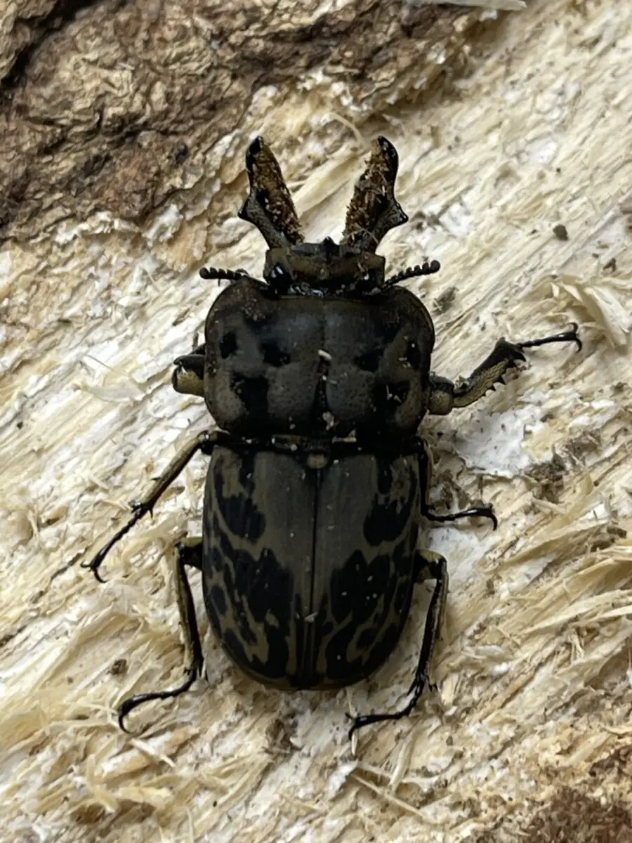 ムカゴ苗　5株 ムカゴ（苗） | 花、ガーデニング のおすすめ人気商品一覧 通販