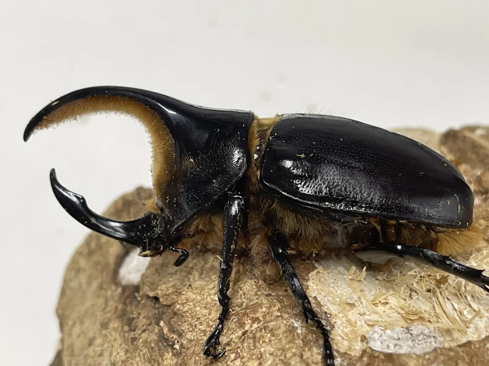 サタンオオカブト ペア No.03