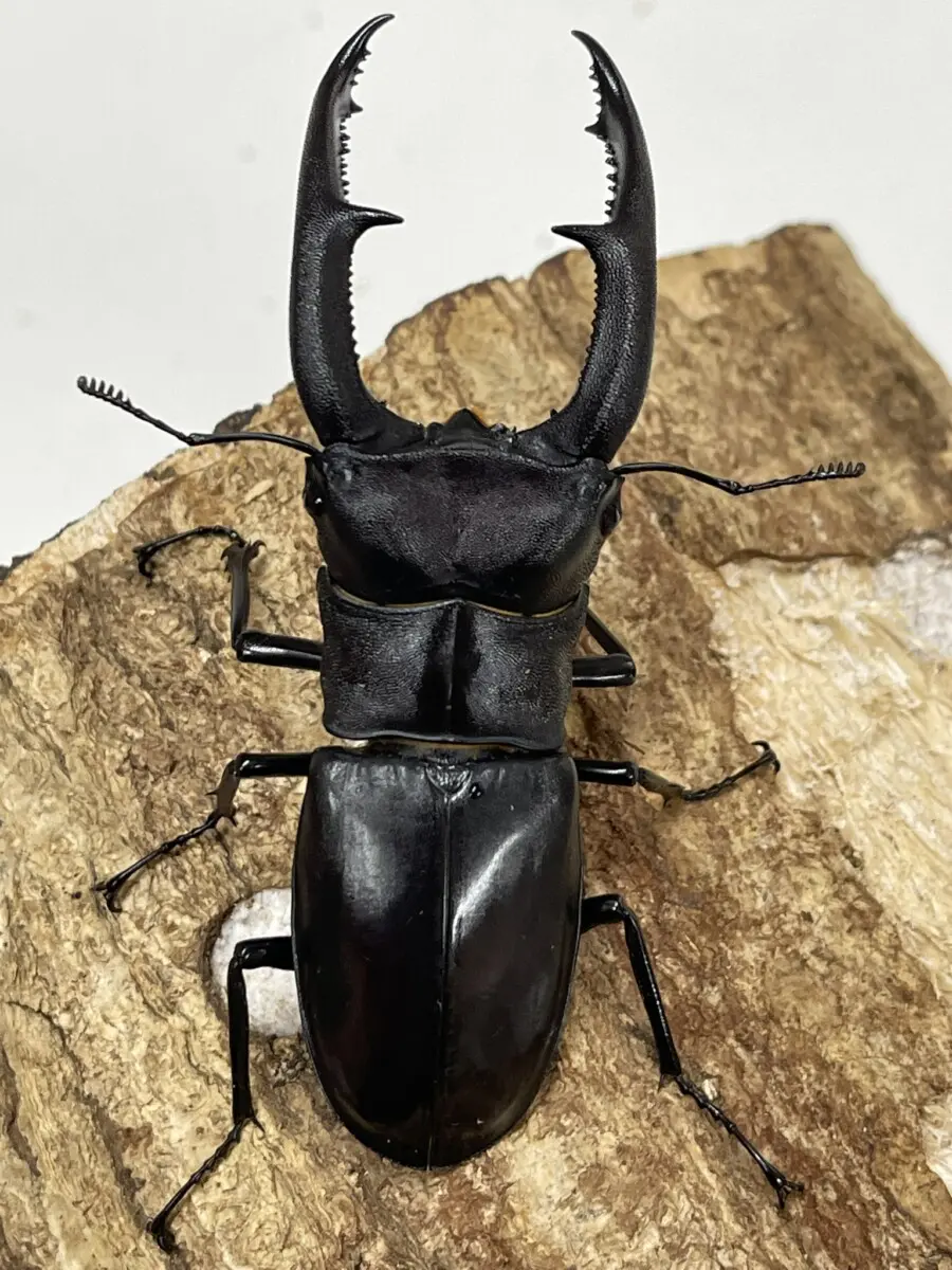 ホーム - クワガタ横丁