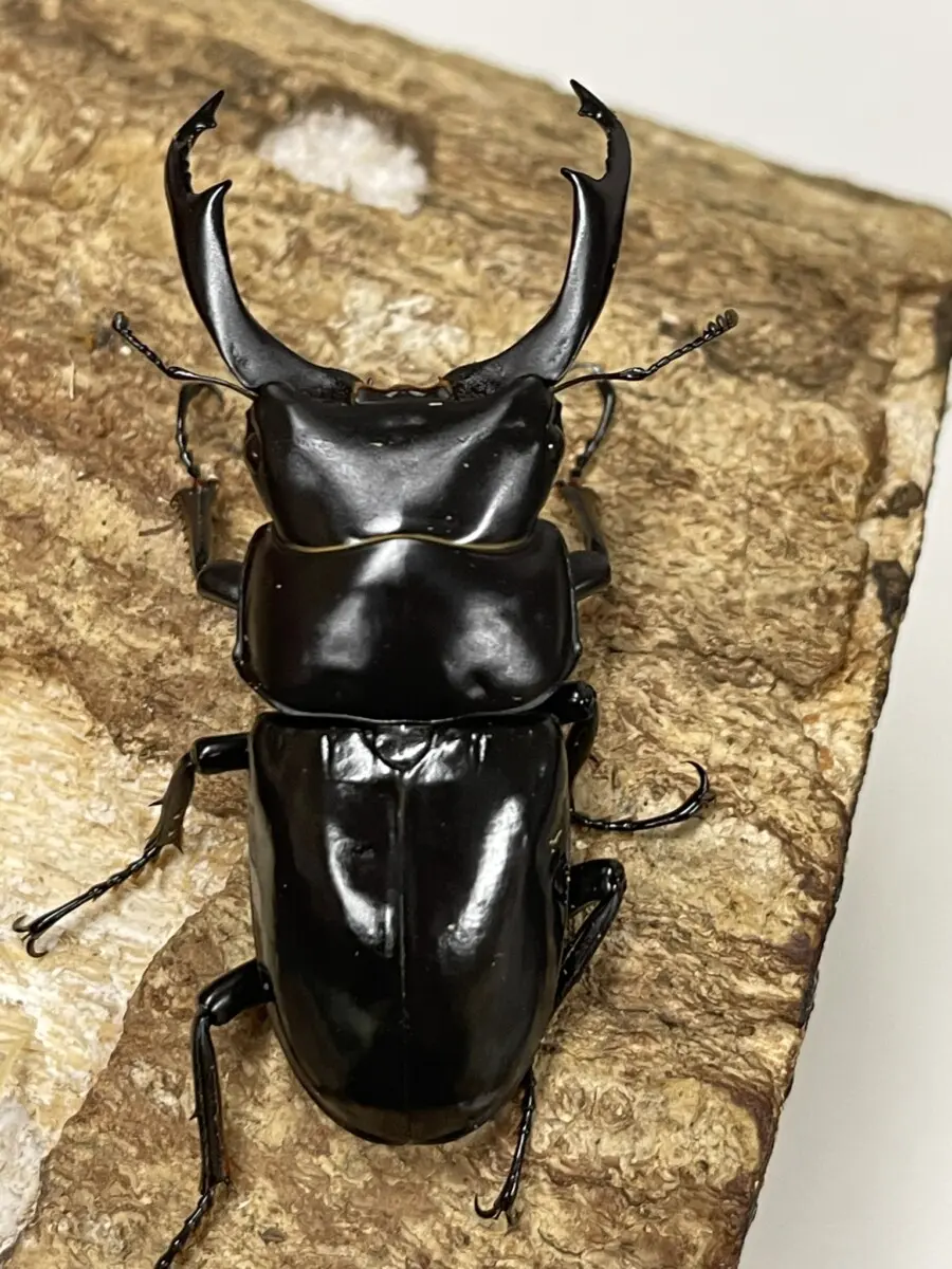 ネパールコクワ 66ミリペア - クワガタ横丁