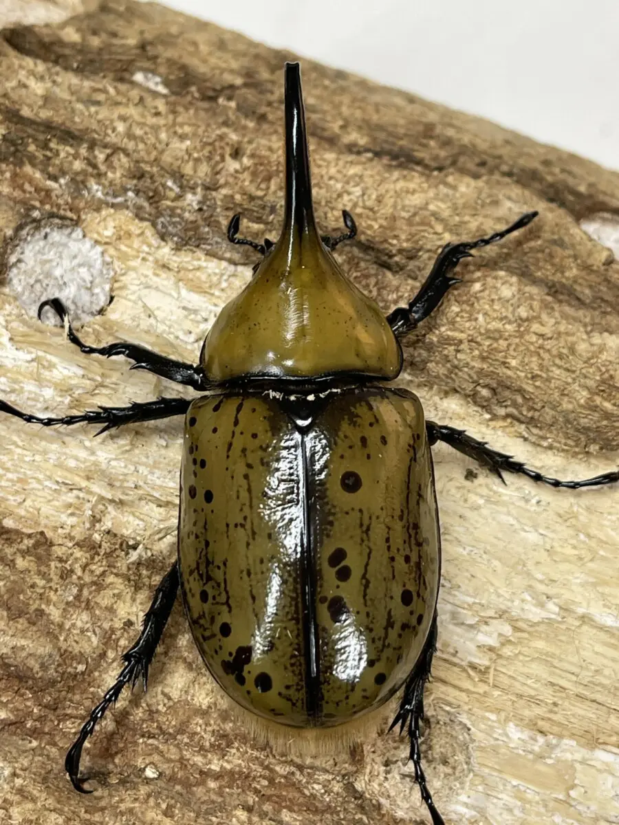 ヒルスシロカブト 73ミリペア - クワガタ横丁