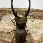 【超貴重】トゥルンカートゥスホソアカ81.5㎜　昆虫標本 KUWAGATA Z】 -トルンカートゥスホソアカクワガタ飼育記-