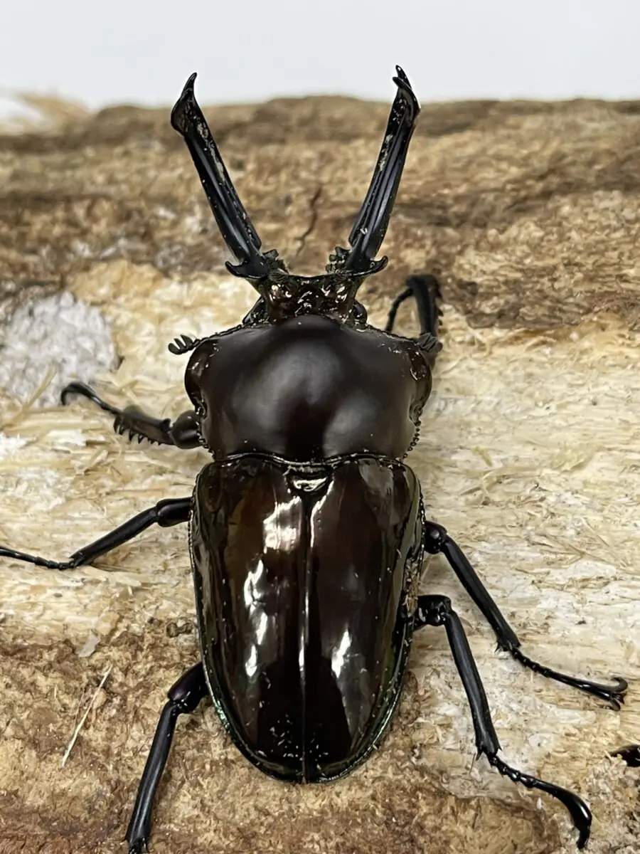 D.naomi　カムイピリカ3.2kg＋スーパーカムイ500g ニジイロクワガタ 59ミリペア特殊カラー - クワガタ横丁