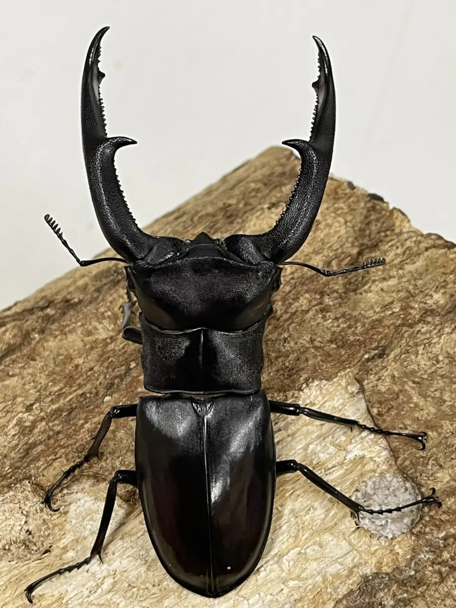 マンディブラリスフタマタクワガタ マンディブラリスフタマタ WD 107ミリペア - クワガタ横丁