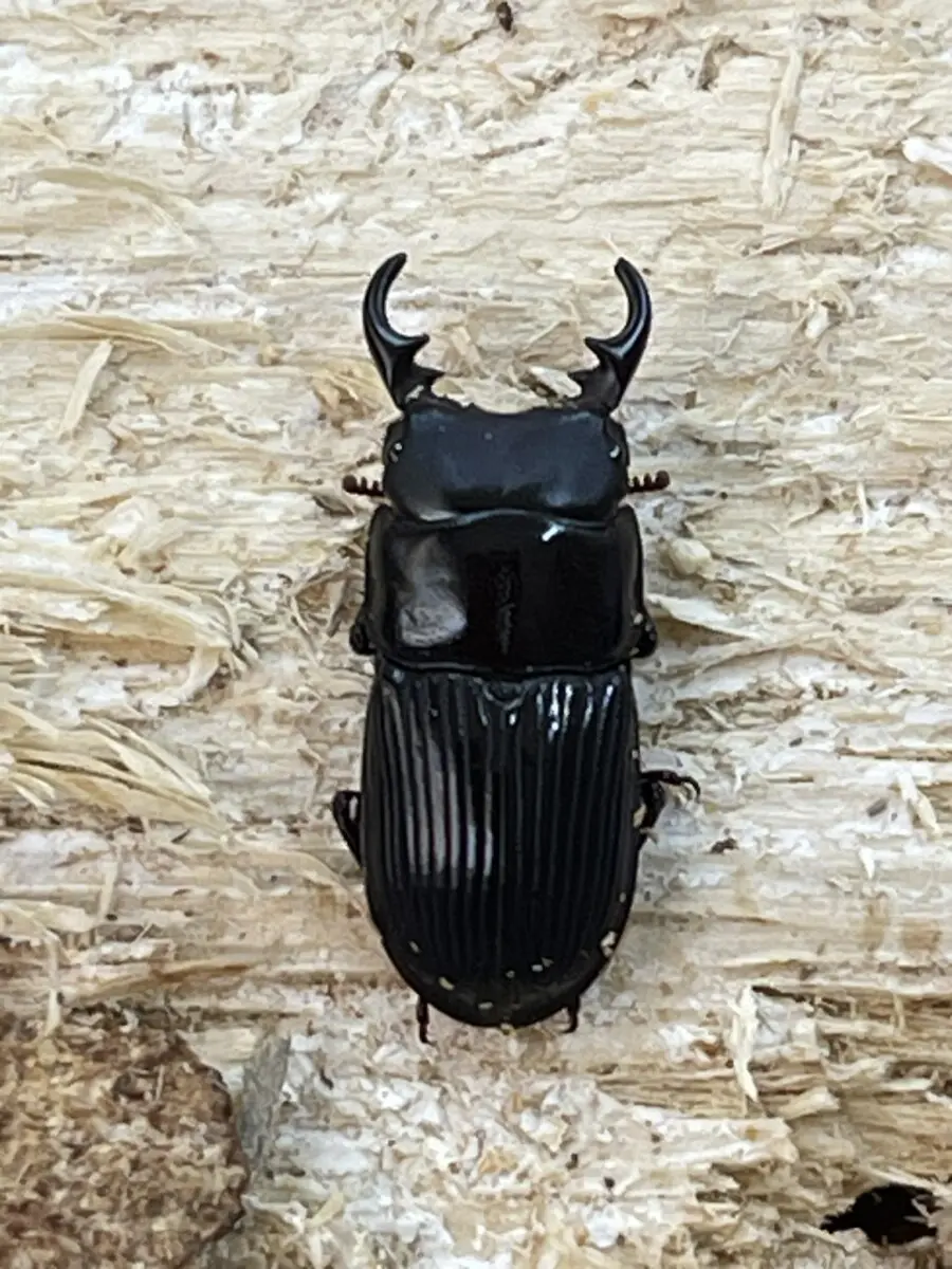 オガサワラネブトクワガタ 20ミリペア - クワガタ横丁