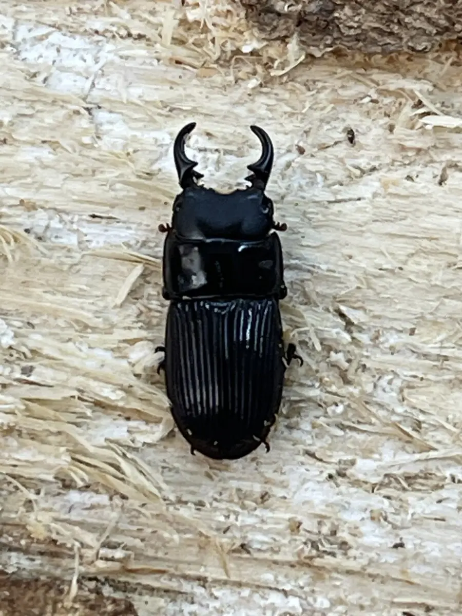 オガサワラネブトクワガタ 18ミリペア - クワガタ横丁