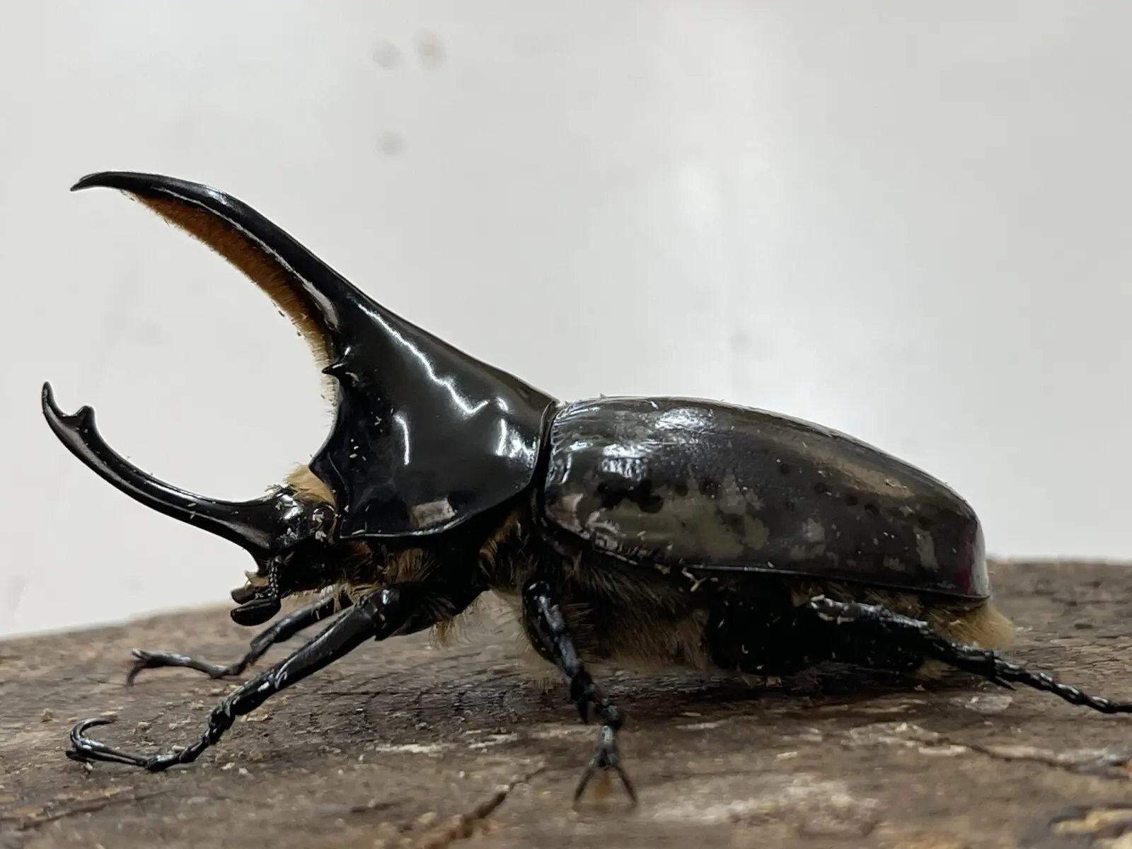 グラントシロカブト 成虫 ペア ♂68.4mm♀52.2mm (グラシロ) : 24-8-55 : カブトムシ専門店ヘラゾウ - 通販 -  Yahoo!ショッピング