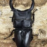 え*読様 オオコクワガタWF1 大型63㎜　超珍品 え*読様 オオコクワガタWF1 大型63㎜ 超珍品 - メルカリ