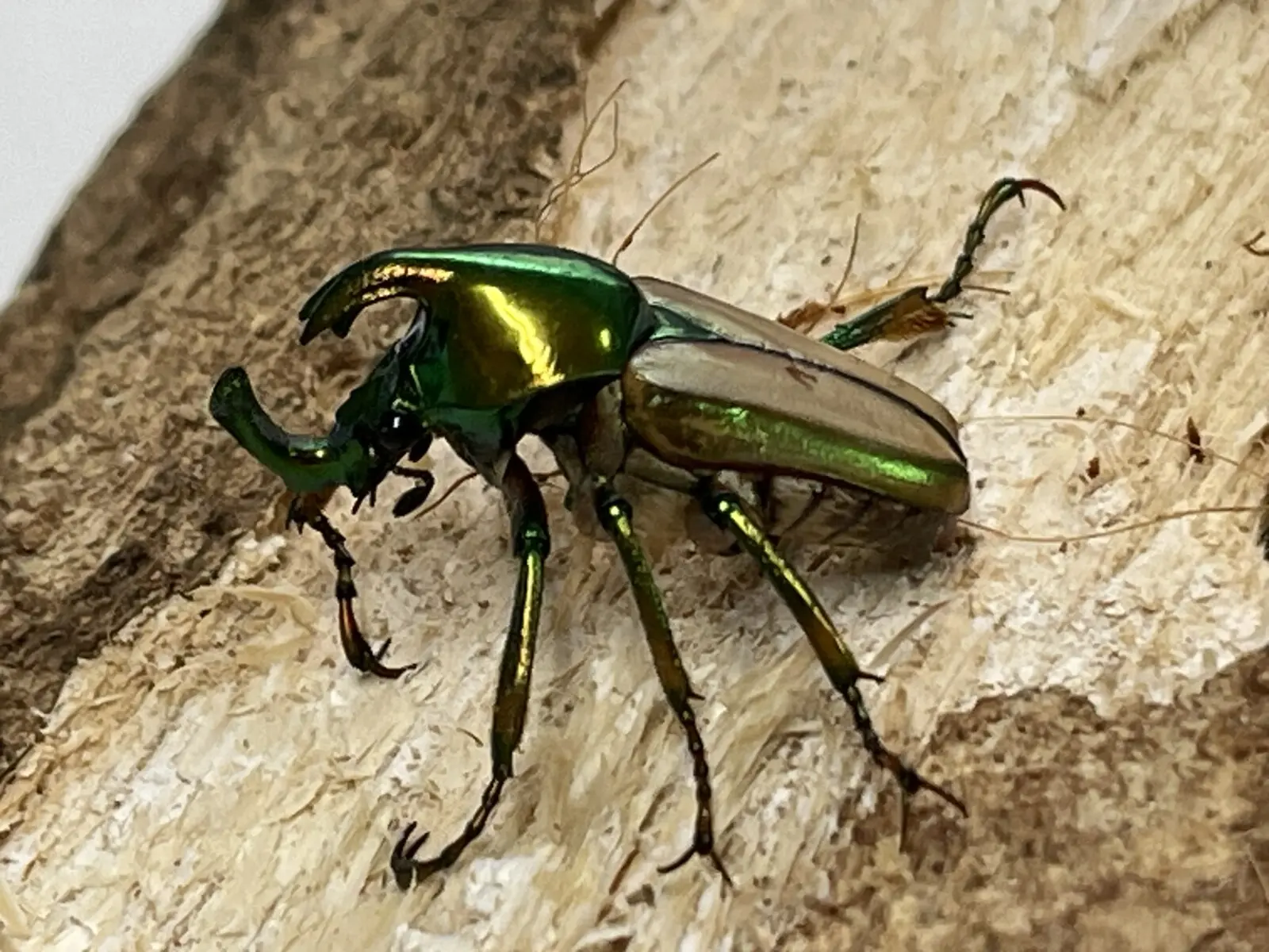 モーニッケヒメカブトハナムグリ サイズフリーペア - クワガタ横丁