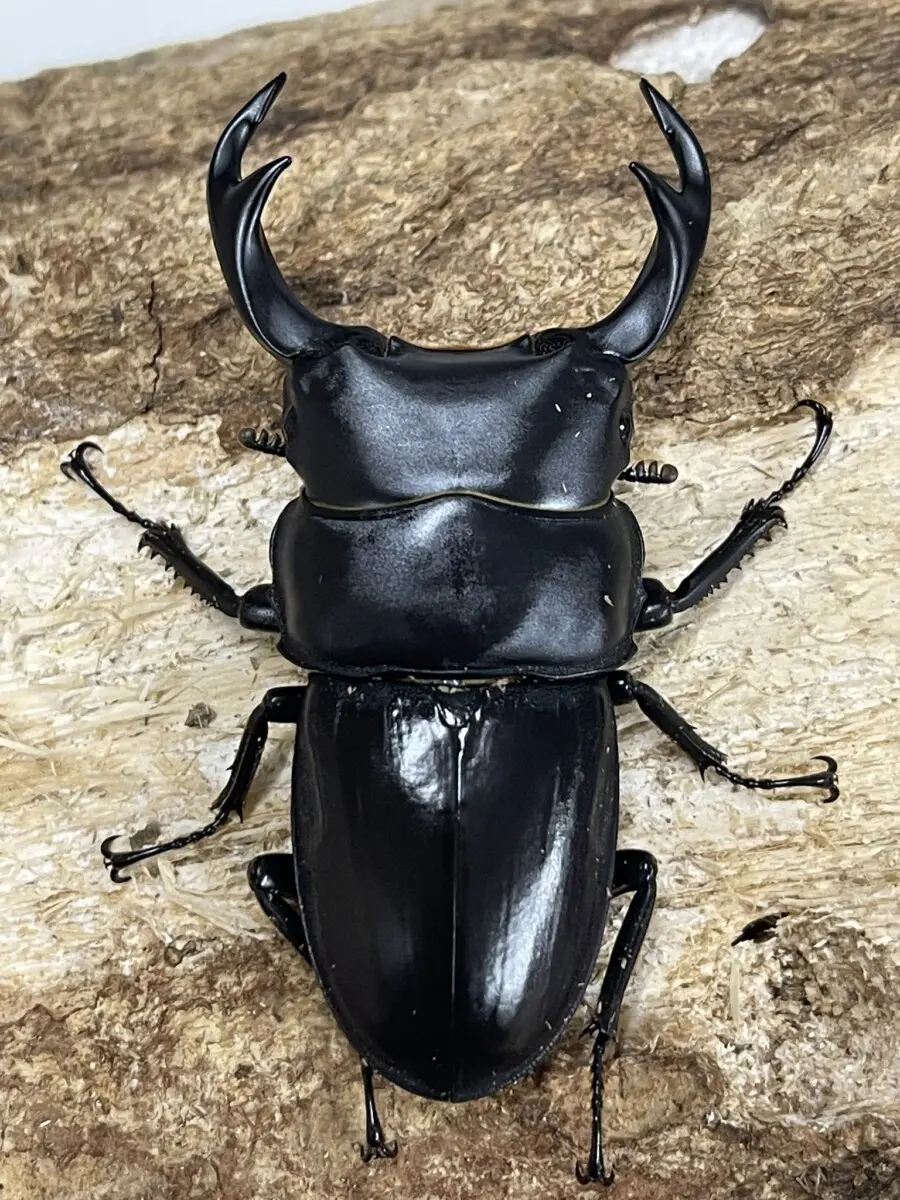 インドクルビデンス 75.9㎜ ラベル付 バカバカしく 標本 野外品  