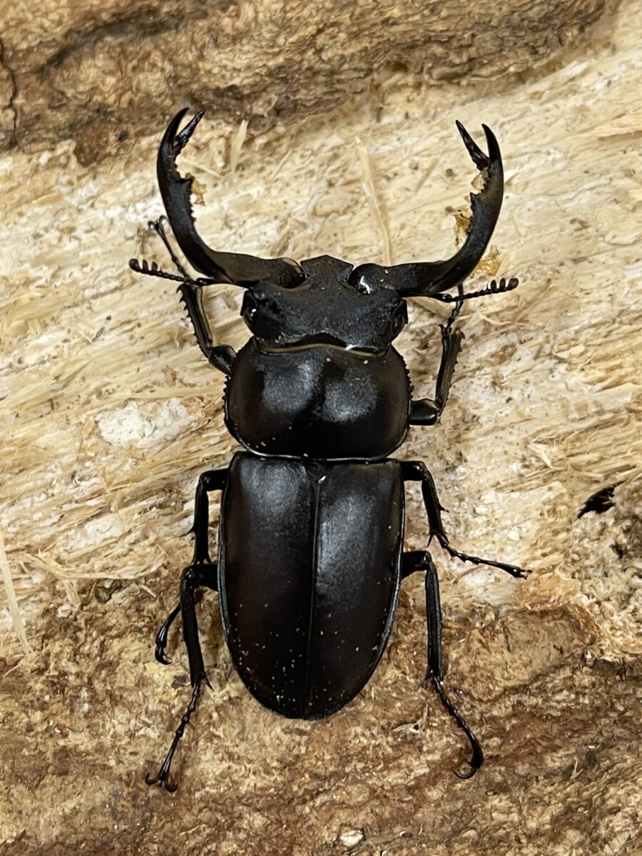 ※大型　良型　マキシカクワガタ♂野外標本 標本】ヨーロッパミヤマクワガタ 顎太 ウクライナ産 72.4ミリ