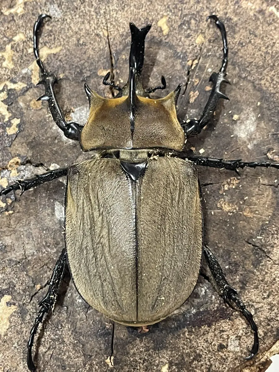 ギアスssp標本 （エレファス - クワガタ横丁） 