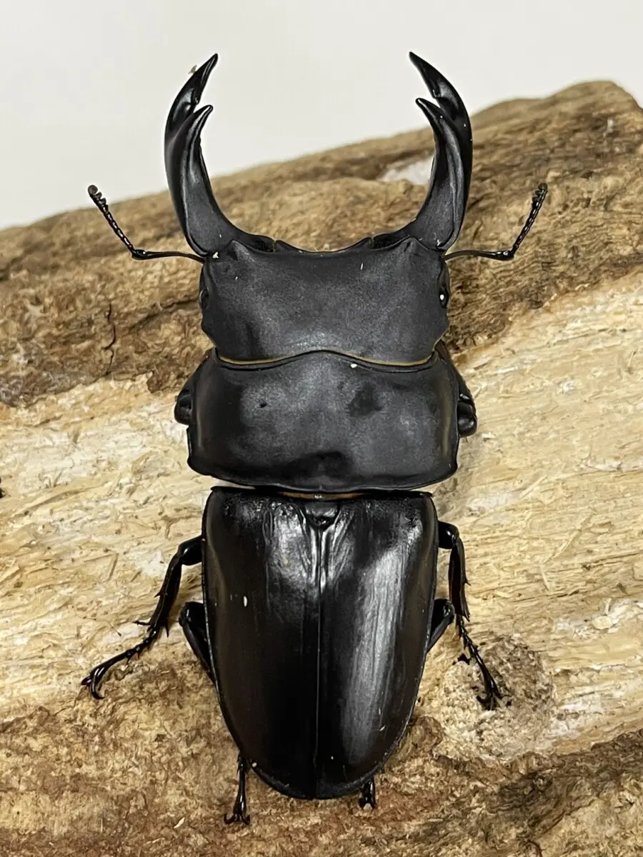 ◇能勢産 オオクワガタ♂83㎜ ♀52㎜ペア◇