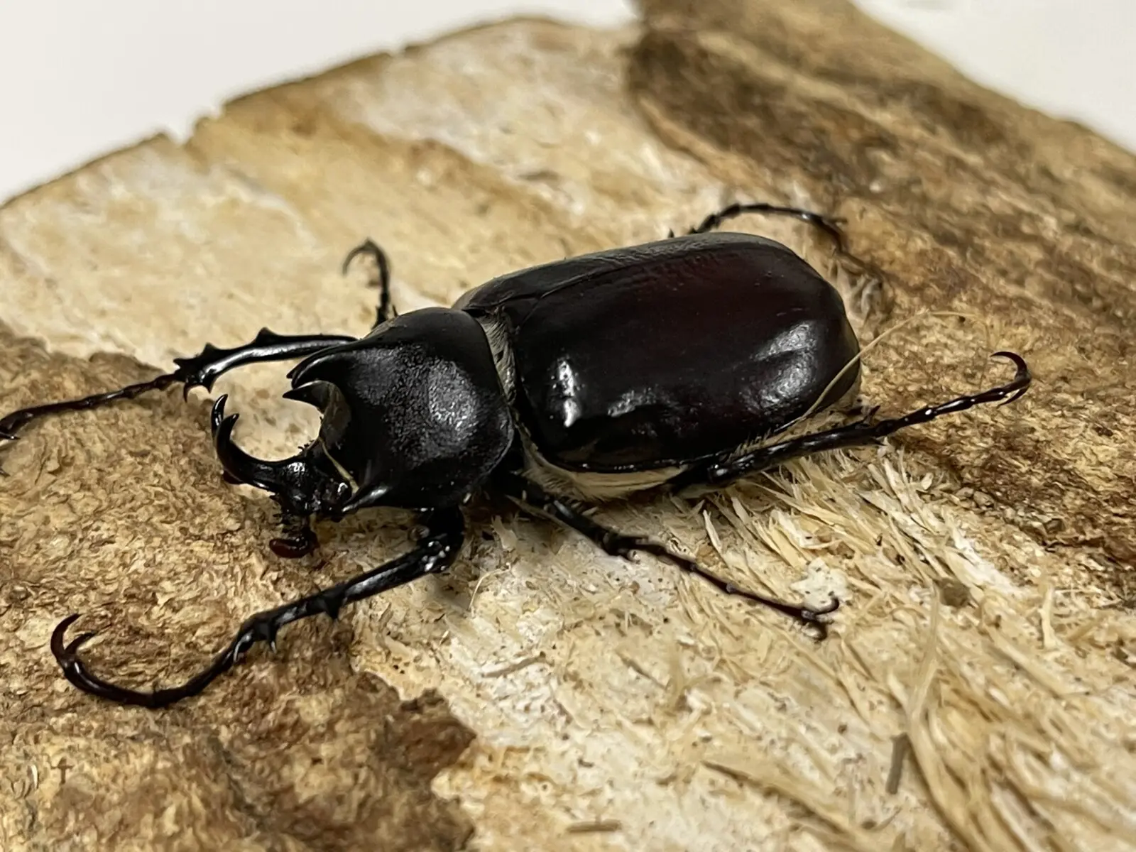 パチェコヒメゾウカブト 40ミリペア - クワガタ横丁