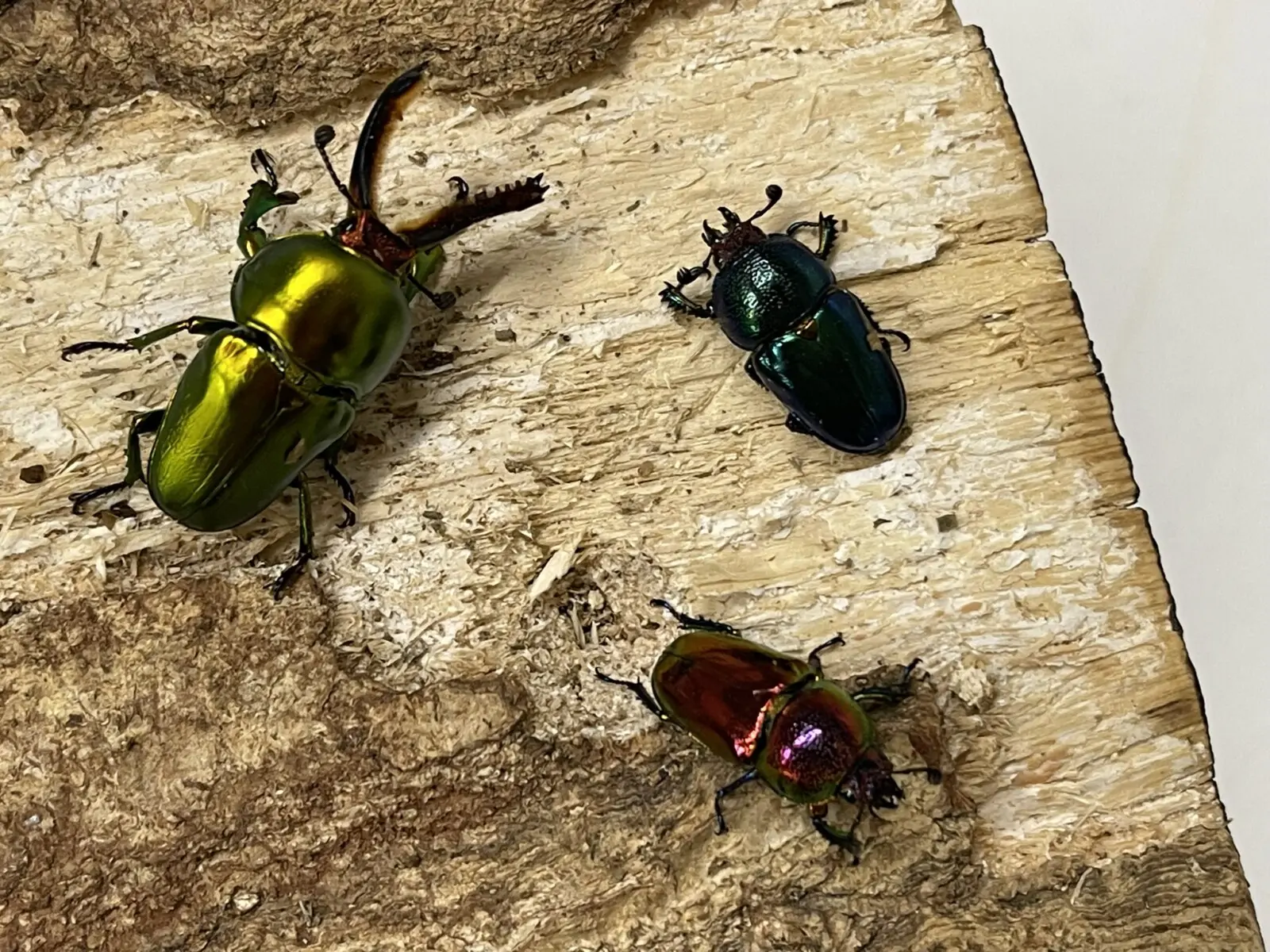 ブルー系メタリフェルホソアカクワガタ標本2♂セット ホーム