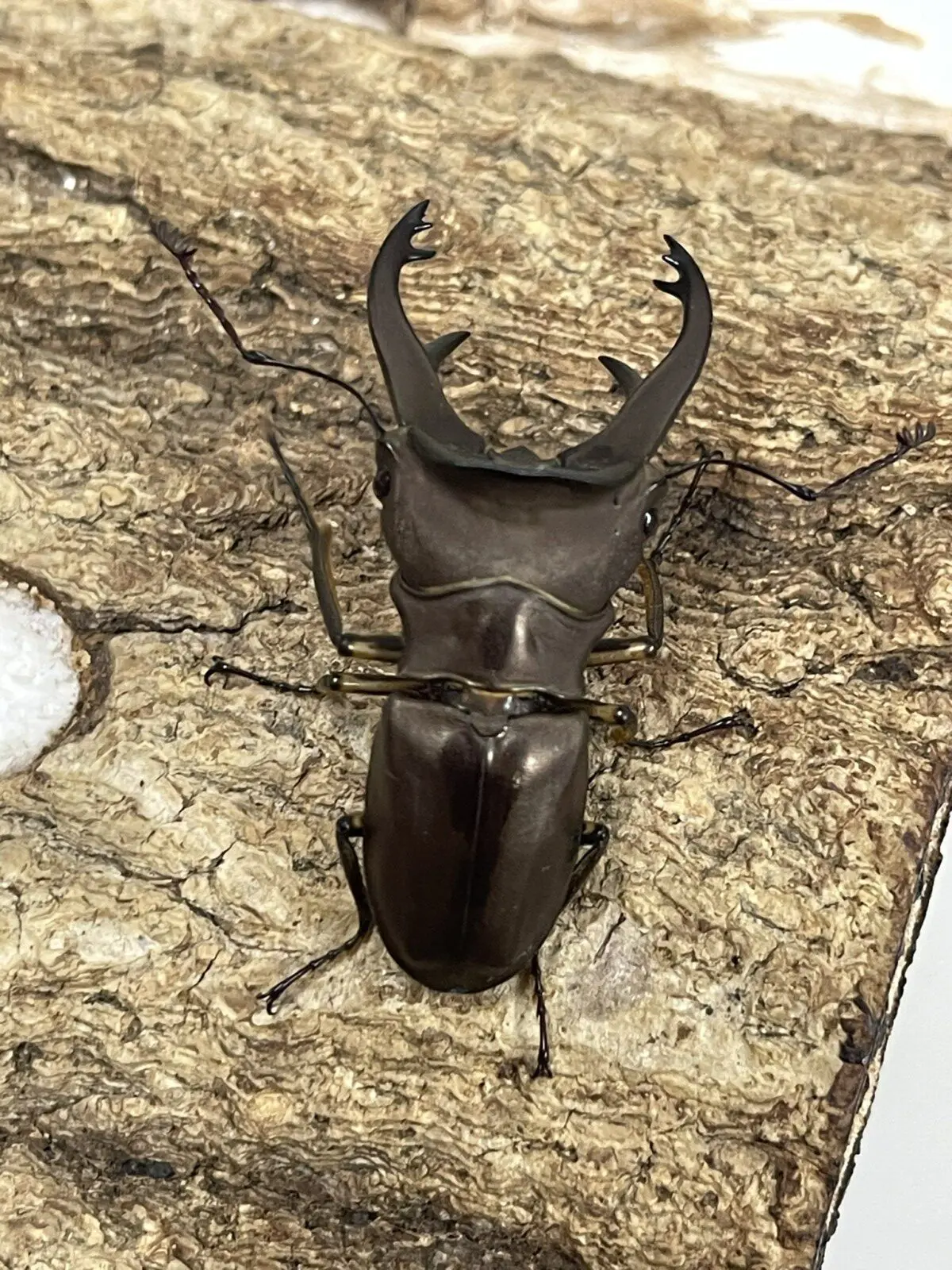 【昆虫標本】アラガールホソアカクワガタ61㎜ 昆虫標本】アラガールホソアカクワガタ61㎜ - メルカリ