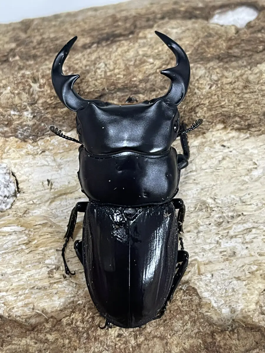 インド ヒラタクワガタ 標本 トクノシマヒラタクワガタ ♂54.4mm 徳之島 - Insect Islands
