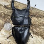 対馬クワガタセット 国産オオクワガタ 対馬 77ミリペア - クワガタ横丁