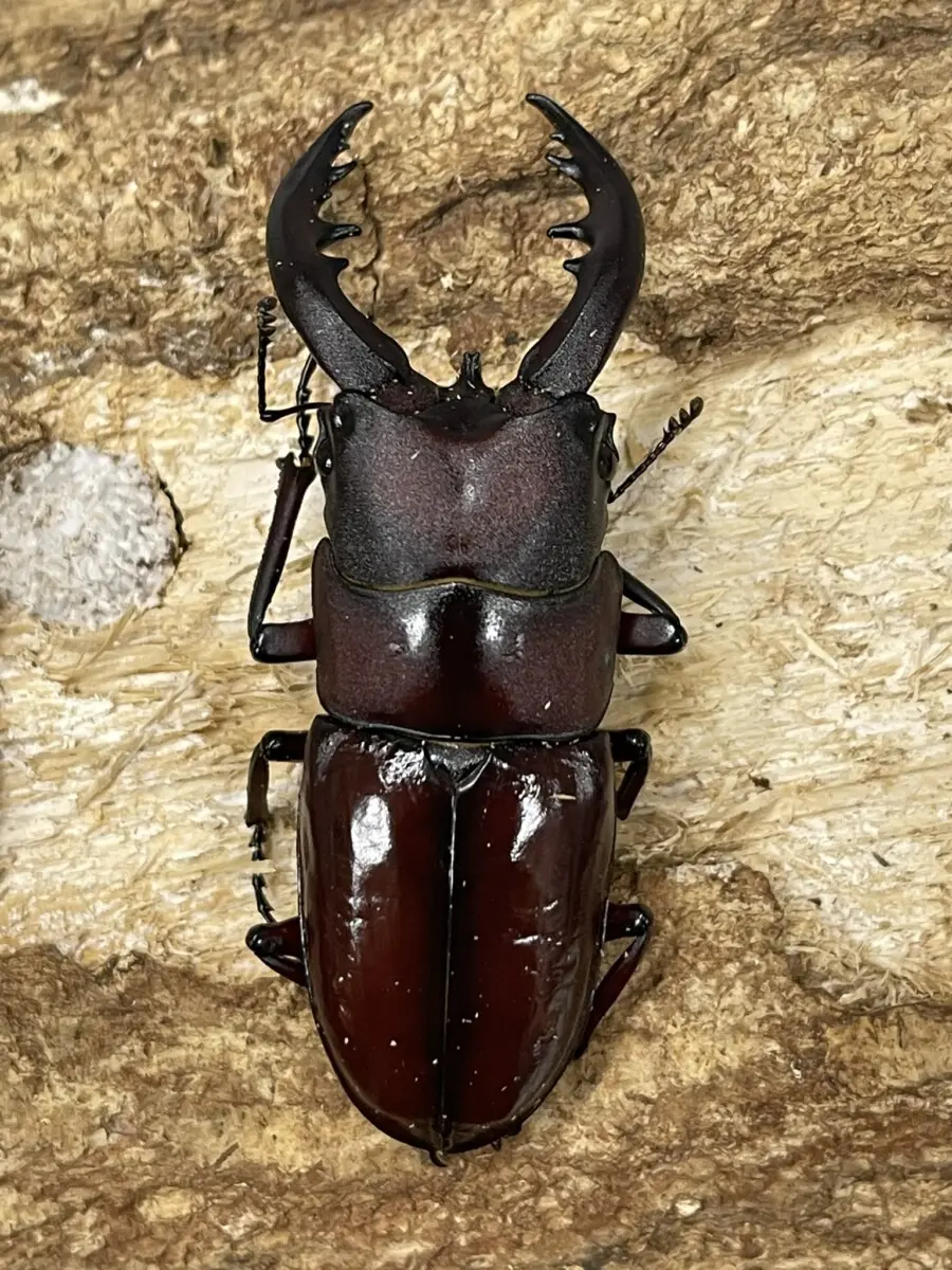 ホペイオオクワガタ 標本用死虫 高水準