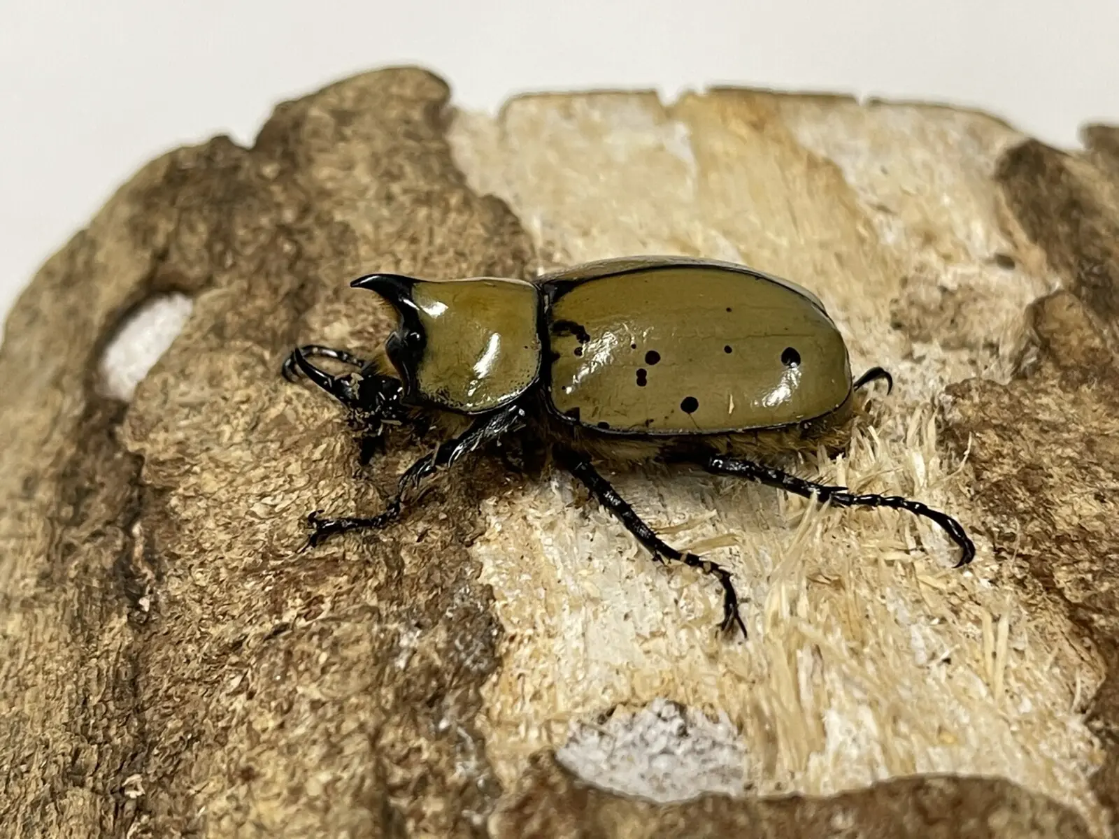 ヒルスシロカブト 37ミリ♂単品 - クワガタ横丁