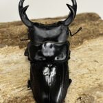 特大 ノビリスミヤマクワガタ ♂ 69.5㎜ ベトナム　標本 0000000075732_AxKqB1M.jpg