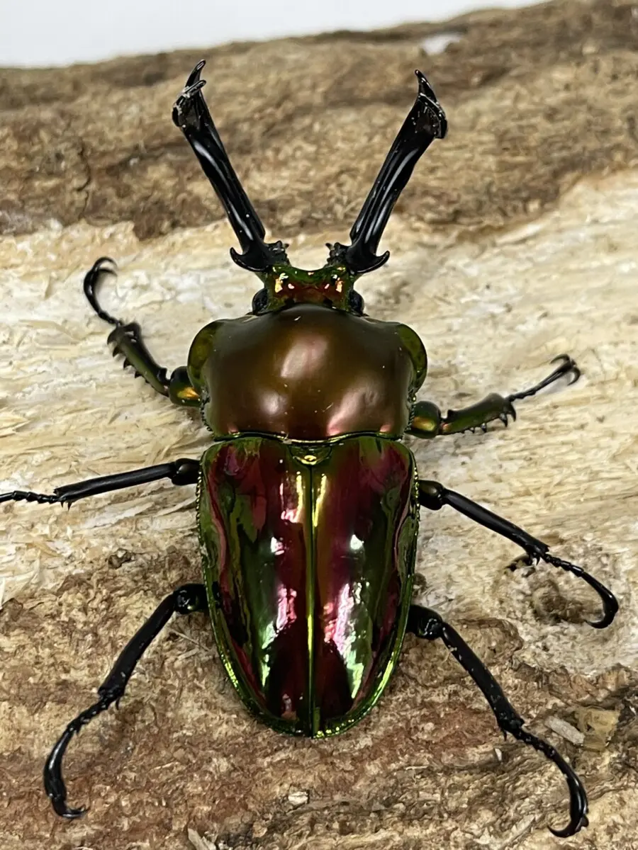 極上！オオヒラタケ菌糸瓶【8本】トレハロース強化配合！オオクワ