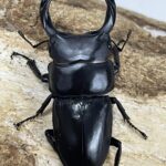 国産オオクワ 三重県鈴鹿市 60ミリペア - クワガタ横丁