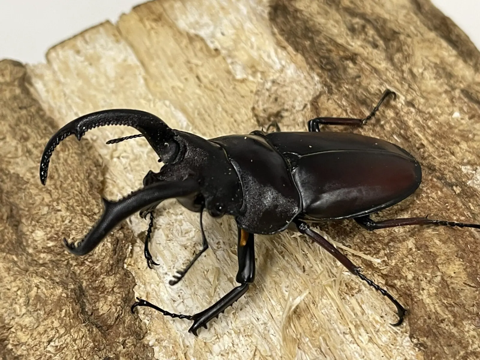 ベトナム産 マイシカクワガタ 45mm