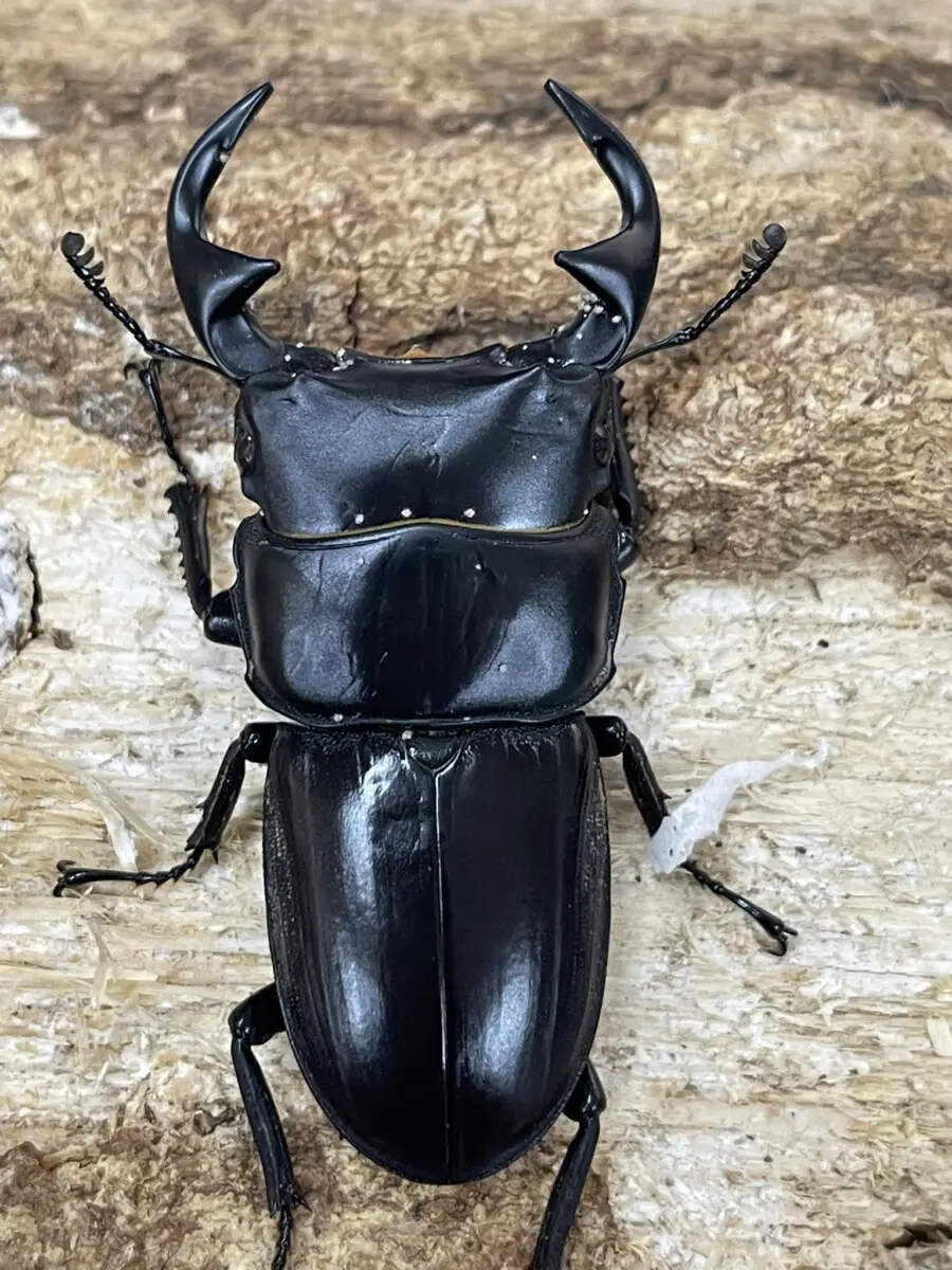 タイクルビデンス WD 57ミリペア - クワガタ横丁