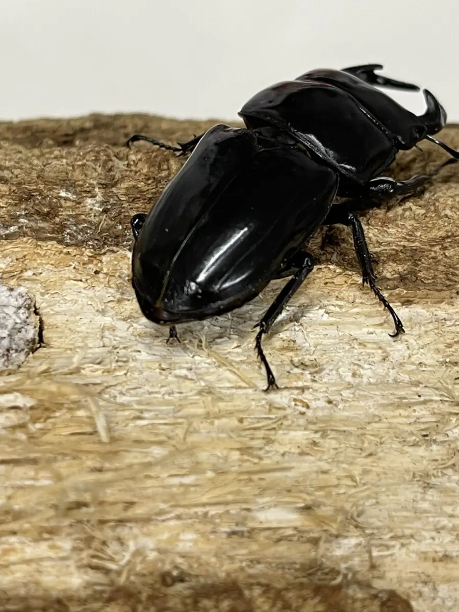 タイリクツノボソクワガタ インド 48ミリペア - クワガタ横丁