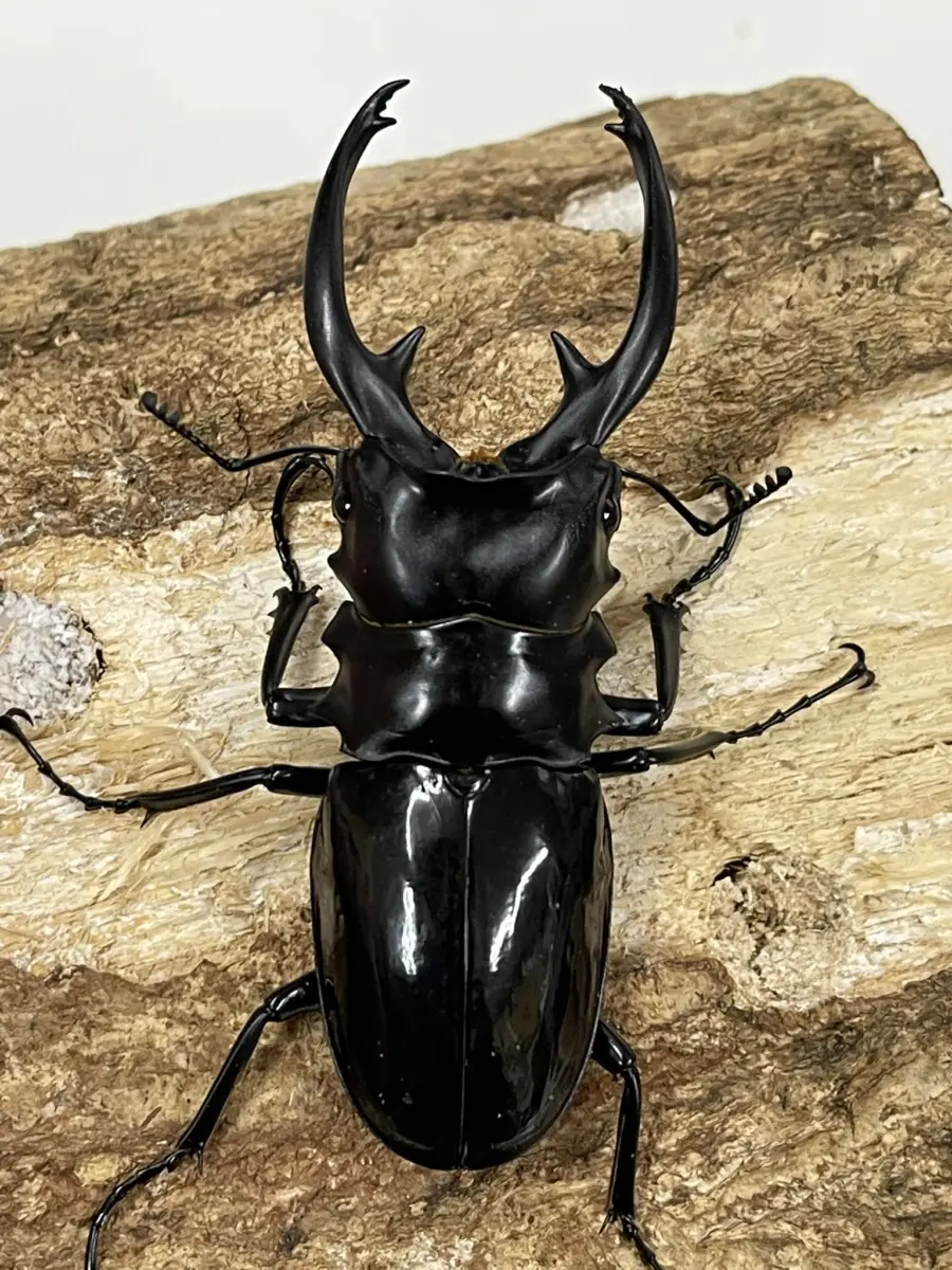 クワガタ＆カブトムシ 世界一かわいいカブトムシの産卵に挑む